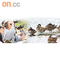 不少市民趁假日到濕地公園觀賞候鳥。