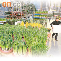 維園年宵市場多個濕貨檔已擺滿鮮花。