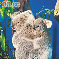 雌性樹熊擁有育兒袋，讓嬰兒抱緊媽媽安睡。