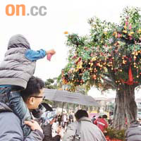 林村鄉公所耗資三十八萬元打造的二十五呎高仿真許願樹掛滿寶牒。
