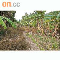 龍鼓灘受除草劑影響的土地，被開闢種植蕉樹及蘆薈。