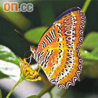 紅鋸蛺蝶顏色鮮艷，但數量少，屬本港珍貴的蝴蝶品種。