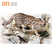 漁護署估計市民遇見的「大貓」為豹貓。	資料圖片