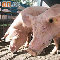 港大在上水屠房內地入口豬隻驗出變種豬流感病毒，為全球首次。