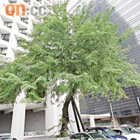 美利大廈停車場的古樹「節果決明」及其他樹木均須保留。