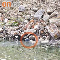 環團發現部分堆在塘壆的廢料跌落塘中，當中更有廁所水泵（圓圈示）。	綠色力量提供