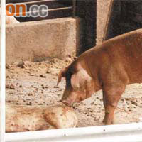 本地豬場有豬隻不尋常死亡，活豬與死豬更有「親密接觸」。