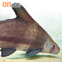 胭脂魚（別名：黃排，火燒）特點：從頭部到尾鰭有一條紅色的寬條紋，長江上游數量較多，因過度捕捉數量銳減，屬國家二級保護動物。