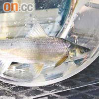 圓口銅魚（別名：水密子，方頭，肥沱，麻花魚）特點：因口呈半圓形，體着黃銅色而得名，多數生活於長江上游流域。