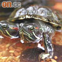 挪亞方舟今日起展出雙頭龜(左）及世界最長的蛇頸龜（右）等異獸。