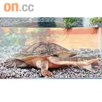 蛇頸龜