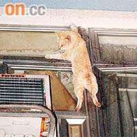 花貓「單手」抓着窗邊半天吊。