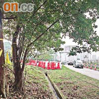吐露港公路擴闊工程範圍內，部分樹木被繫上黃絲帶，表示將被斬。