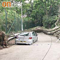 大樹連根拔起壓落私家車，並橫擱村路。