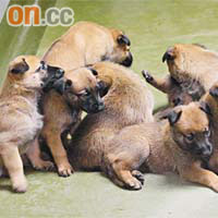 警犬安琪誕下的一子及七女的名字全部均以「V」字開首，包括Velma，Venus，Vijay（雄狗），Verdi，Veta，Vicky，Viggo，Volley。