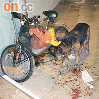 傷者飼養的唐狗及其單車留在現場，地上血漬斑斑。
