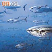藍鰭吞拿魚近年數量急降，是國際關注的議題。 Brian J. Skerry攝/ 世界自然基金會提供