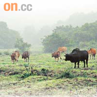 流浪牛會影響遊人的安全，圖為在大埔烏蛟騰出沒的牛群。