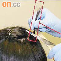 化驗人員為受檢人士剪取一束頭髮，便能檢測過去三個月有否吸毒情況。