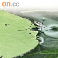 輕功水上飄 水黽<br>又稱「水鉸剪」，腳細長而有細毛，可以防水，可在水面滑行。
