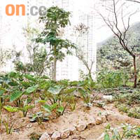 東熹苑對開山頭被人非法開墾，種植了近百棵芋頭及番薯。
