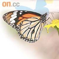 虎斑蝶與吊裙草是「求愛戰隊」組合。 綠色力量提供相片