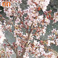 日本今年培育出新品種超級櫻樹「仁科乙女」。	資料圖片