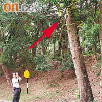「折腰」殺人樹仍未鋸走，樹幹遺下斷裂痕迹（箭嘴示），康文署人員拍照存案。
