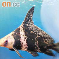 胭脂魚<br>綽號：水中魔術師<br>身長：58-98厘米，最長可達1米<br>體重：可達30公斤或以上