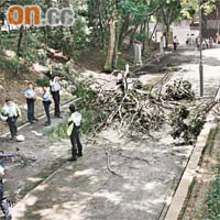 本月一名單車漢途經沙田圓洲角公園單車徑時，遭突然倒塌的大樹壓死。	資料圖片
