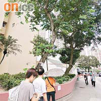 樂華南邨<br>洋紫荊樹身明顯向行人道傾斜。