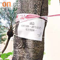 樂華南邨<br>相思樹身縛上通告。