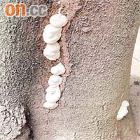 樂華南邨<br>樂華南邨的相思樹樹身長出一排真菌及白蟻的泥管。