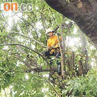 消防員檢查木棉下村斜坡上搖搖欲墜的大樹。