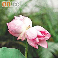 屯門澤豐花園池塘中的並蒂蓮，一蒂兩花，十分罕見。