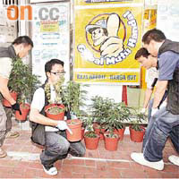 警方去年十月在被告租用的兩個單位搜出大麻花，市值逾二十二萬元。(資料圖片)