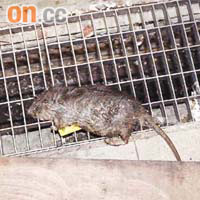 老鼠屍體發臭始被發現。