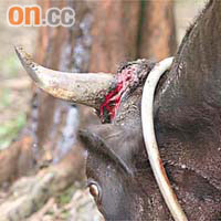 牛隻的牛角懷疑被砍傷，血痕仍清晰可見。