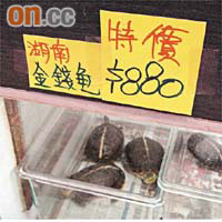 有店舖出售的「湖南金錢龜」，疑為非正宗金錢龜。