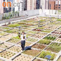港大引入七十個植物品種，在校園內天台進行綠化實驗。