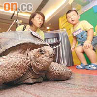 全球最大最長壽的亞達伯拉象龜將於展覽中跟市民近距離接觸。