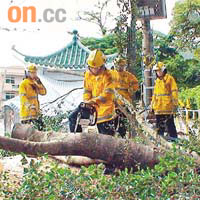 粉嶺老圍村亦有塌樹，消防員到場將樹鋸斷搬走。