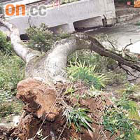 倒塌的大樹壓毀燈柱攔阻村路，其樹幹已被蟲蛀空。