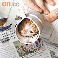 小花貓被困水管慘變「盆景貓」。
