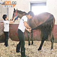 馬會稱學員將於九個月內與不同馬匹接觸，由最初一人負責照顧一匹馬，至負責多匹馬。
