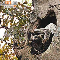 粉嶺：聯和墟休憩公園一棵樹被真菌侵蝕，出現大洞。