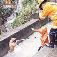 唐狗在引水道掙扎。