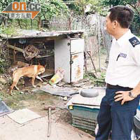 愛護動物協會職員到老圍餵飼唐狗。