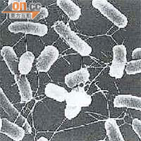 新發現的抗藥基因，通常見於大腸桿菌等腸道細菌內。(資料圖片)