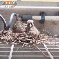 雛鳥在雀巢上等候媽媽回來。